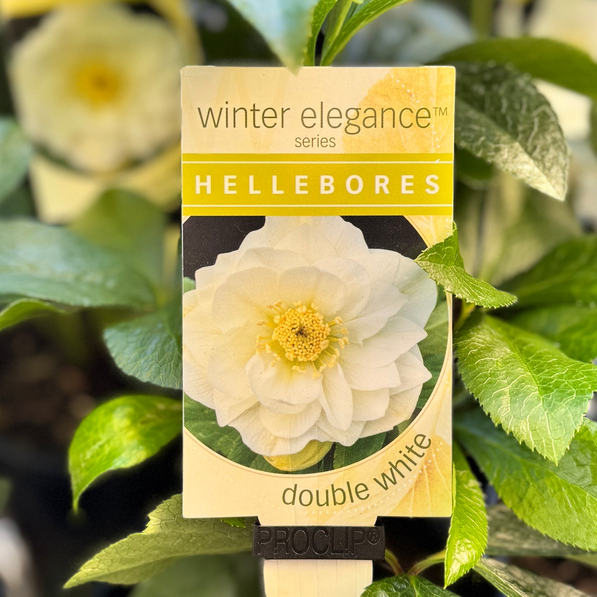 Helleborus Double White - 14cm Pot