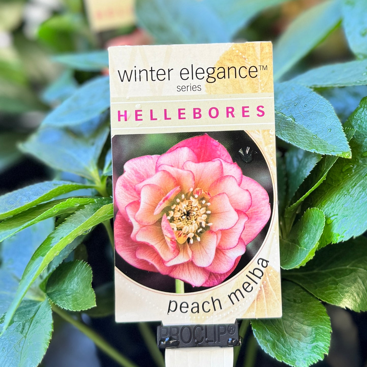 Helleborus Peach Melba - 14cm Pot