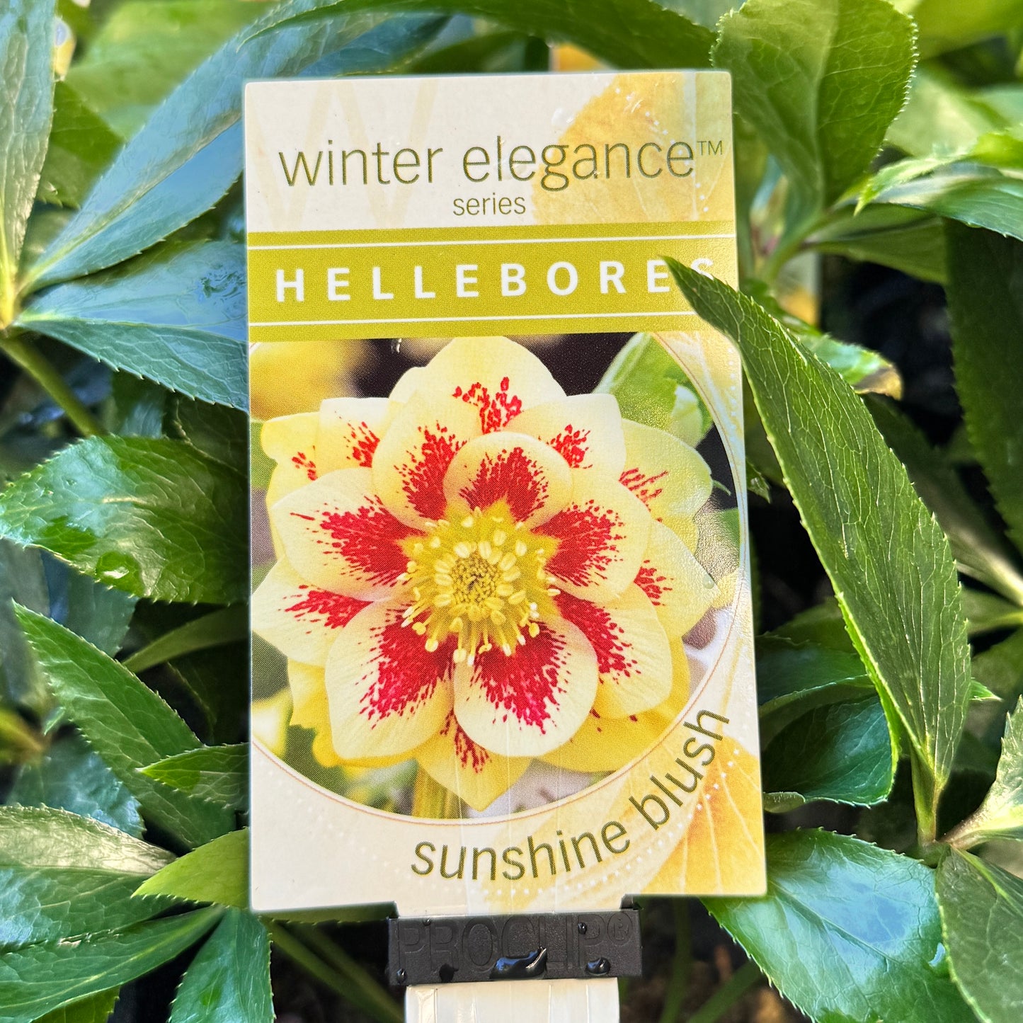 Helleborus Sunshine Blush - 14cm Pot