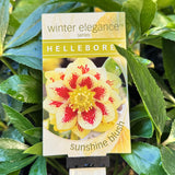 Helleborus Sunshine Blush - 14cm Pot