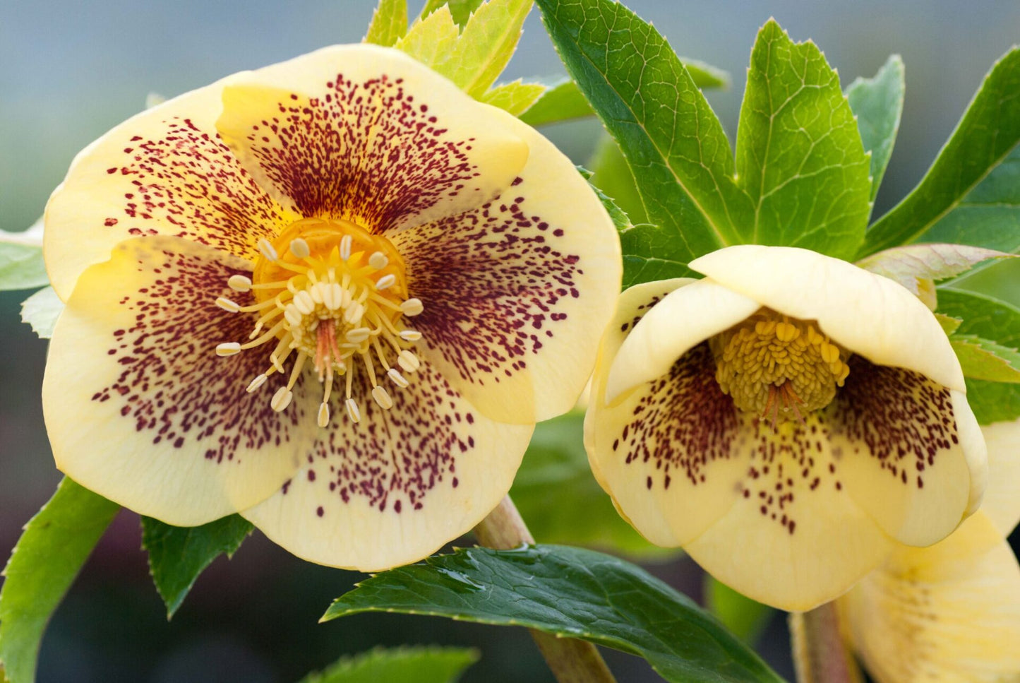 Helleborus Sunshine Blush - 14cm Pot