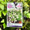 Anemone Dainty Swan - 14cm Pot