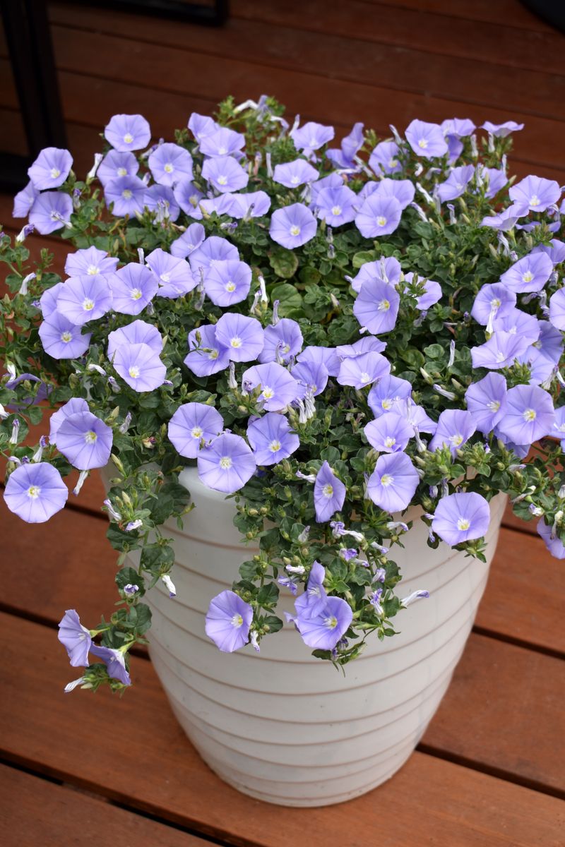 Convolvulus Moroccan Moon - 14cm Pot