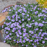 Convolvulus Moroccan Moon - 14cm Pot