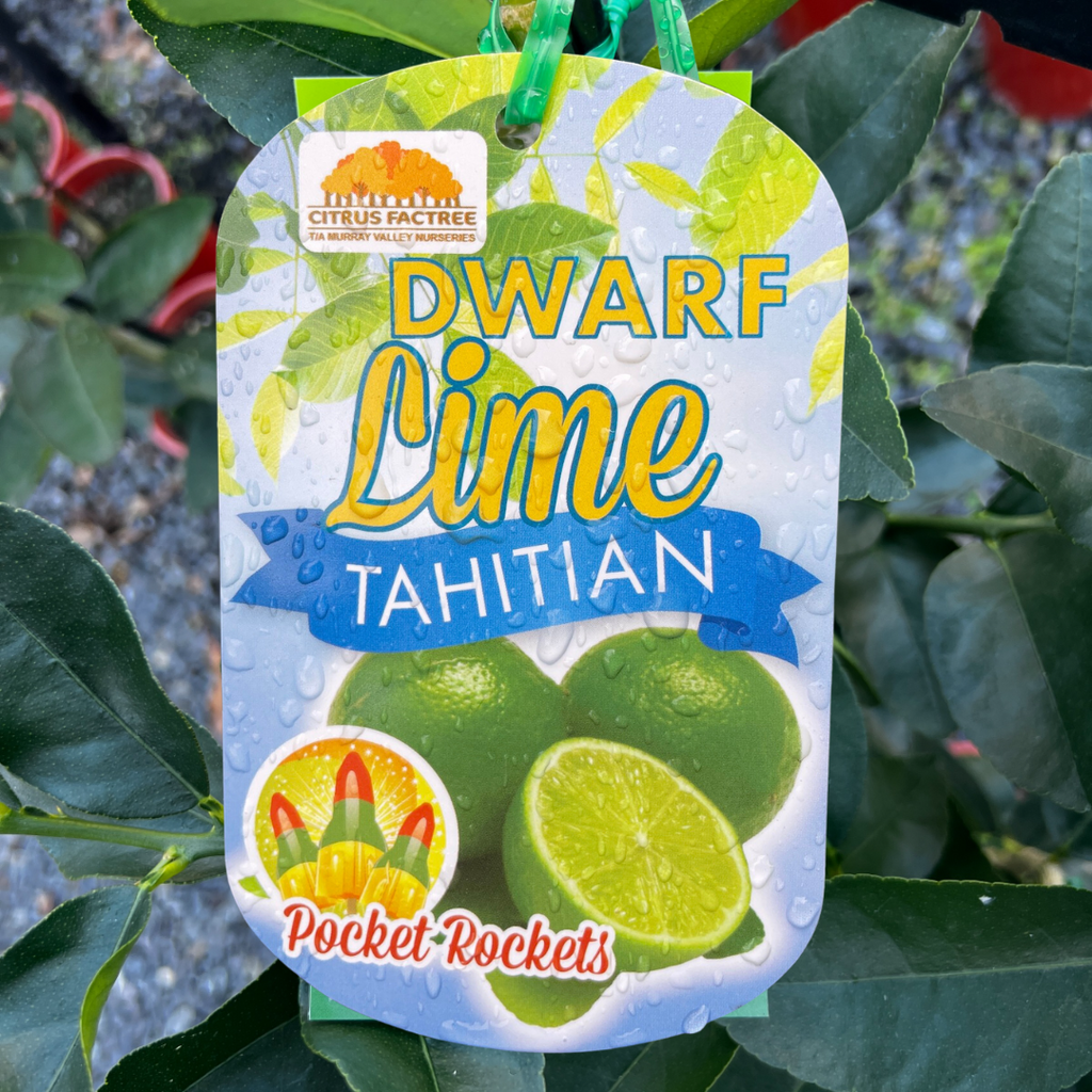 Espaliered Dwarf Lime Tahitian - 25cm Pot