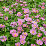 Anemone Pamina - 14cm Pot