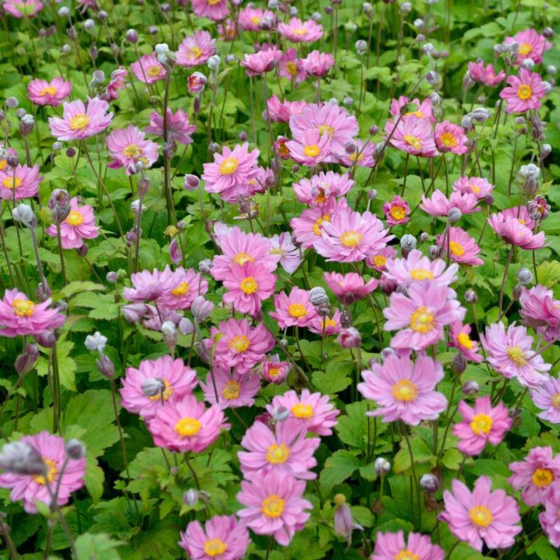 Anemone Pamina - 14cm Pot