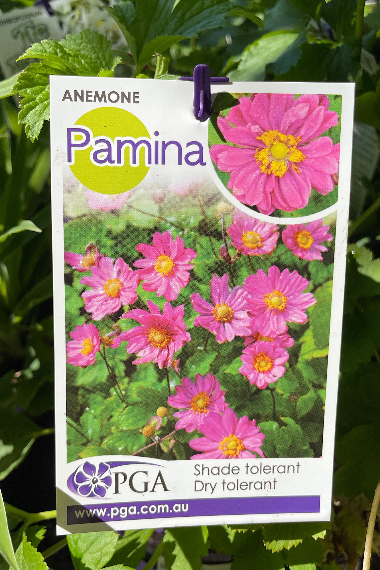 Anemone Pamina - 14cm Pot