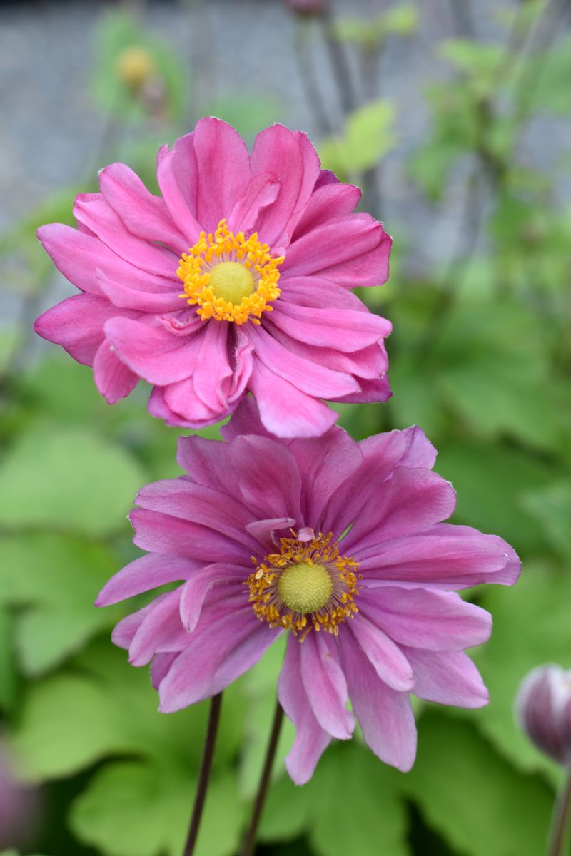 Anemone Pamina - 14cm Pot