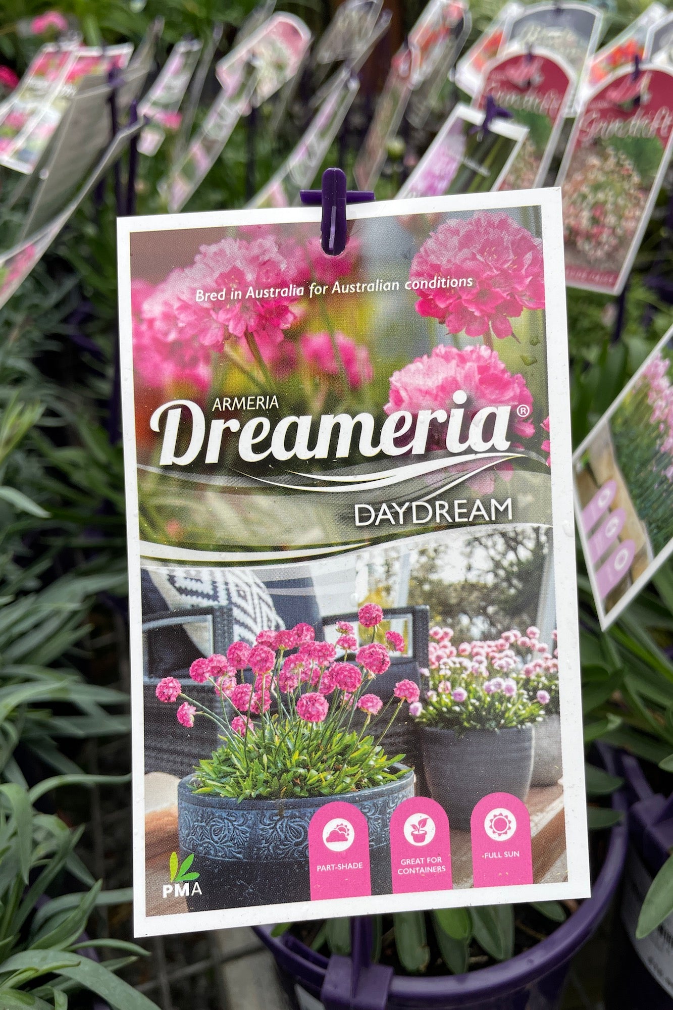 Dreameria Daydream - 14cm Pot