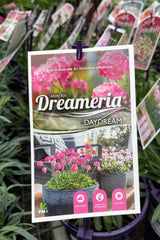 Dreameria Daydream - 14cm Pot