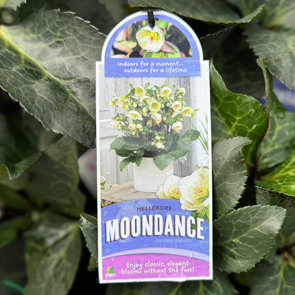 Hellebore Frostkiss Moondance - 18cm Pot