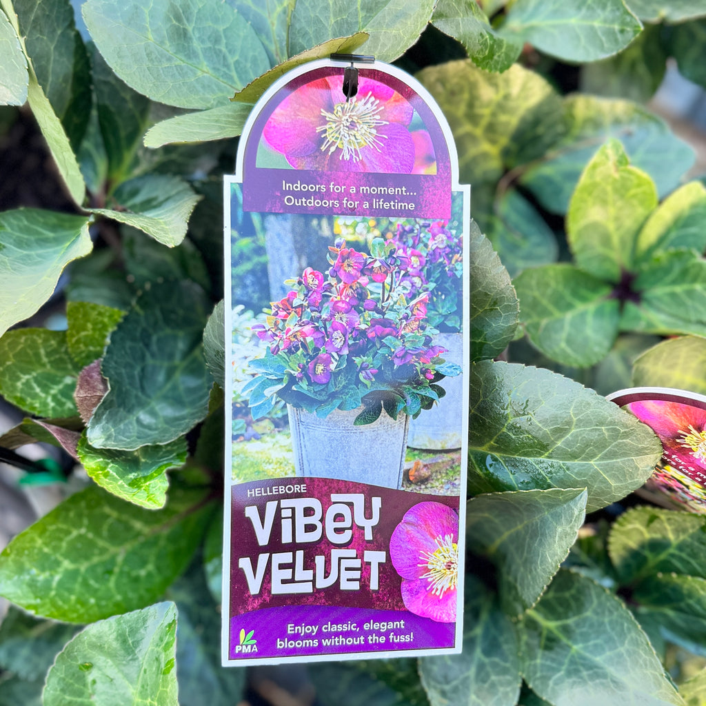 Hellebore Frostkiss Vibey Velvet - 18cm Pot