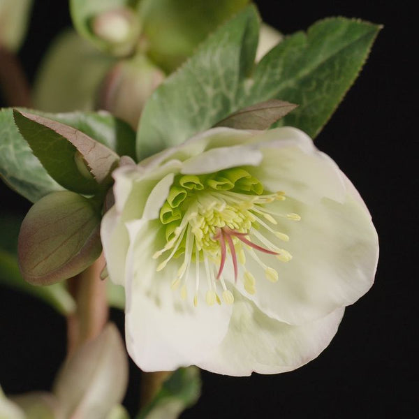 Hellebore Frostkiss Moondance - 18cm Pot