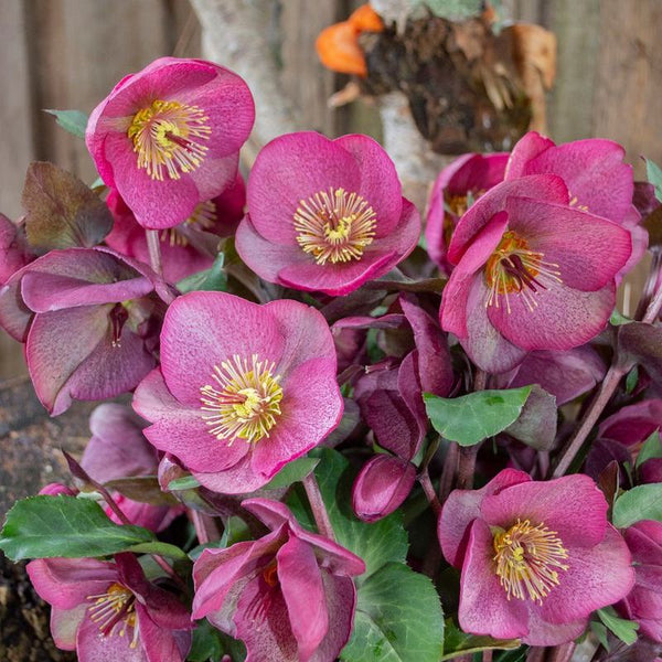 Hellebore Frostkiss Charmer - 18cm Pot