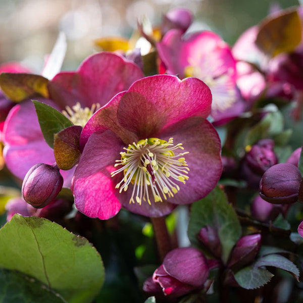 Hellebore Frostkiss Vibey Velvet - 18cm Pot