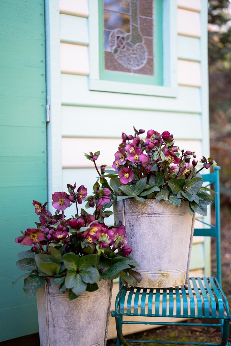 Hellebore Frostkiss Vibey Velvet - 18cm Pot