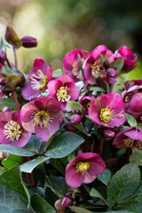 Hellebore Frostkiss Vibey Velvet - 18cm Pot