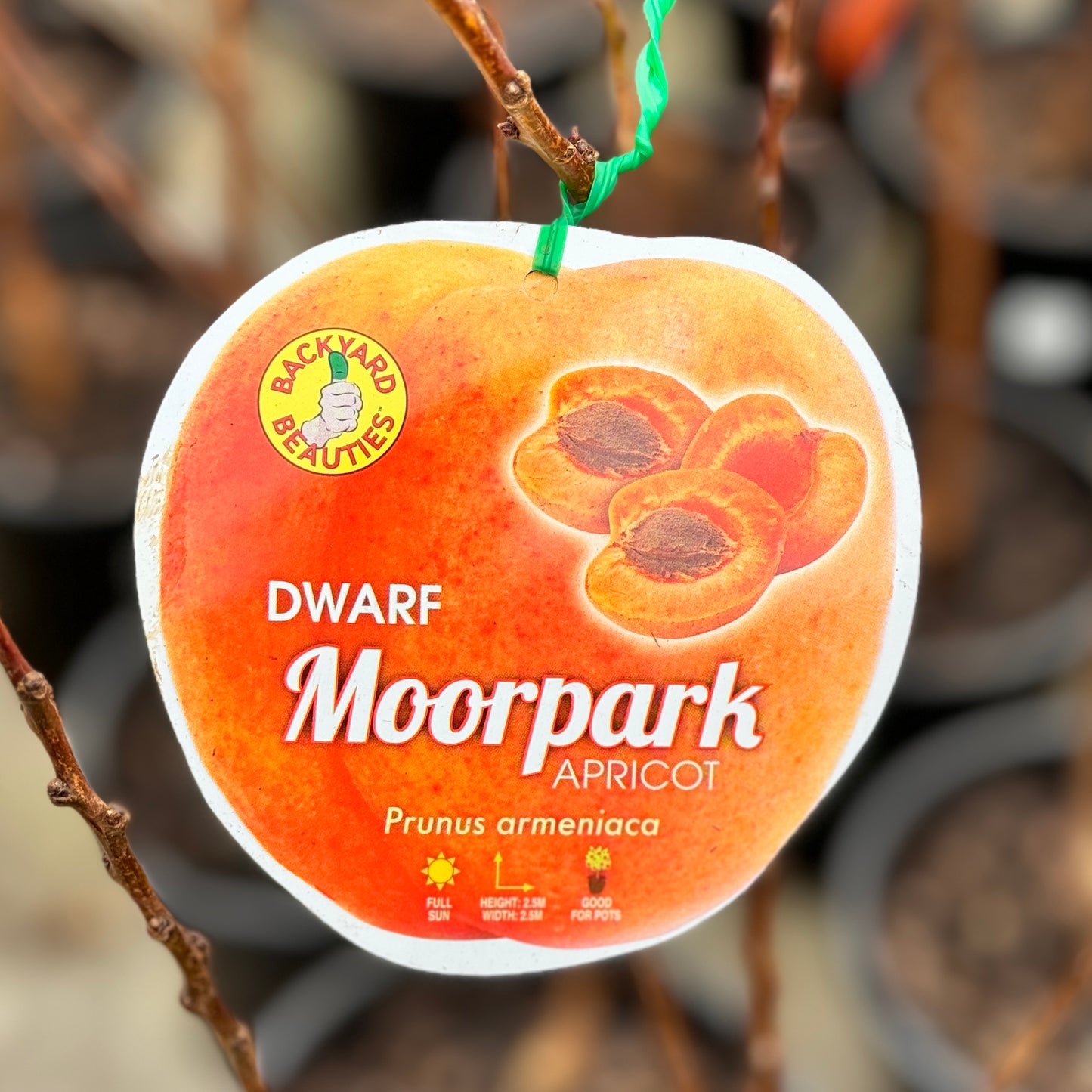 Dwarf Apricot Moorpark