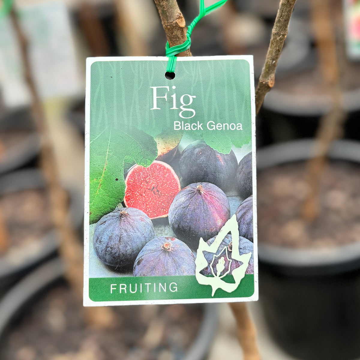 Fig Black Genoa - 20cm Pot