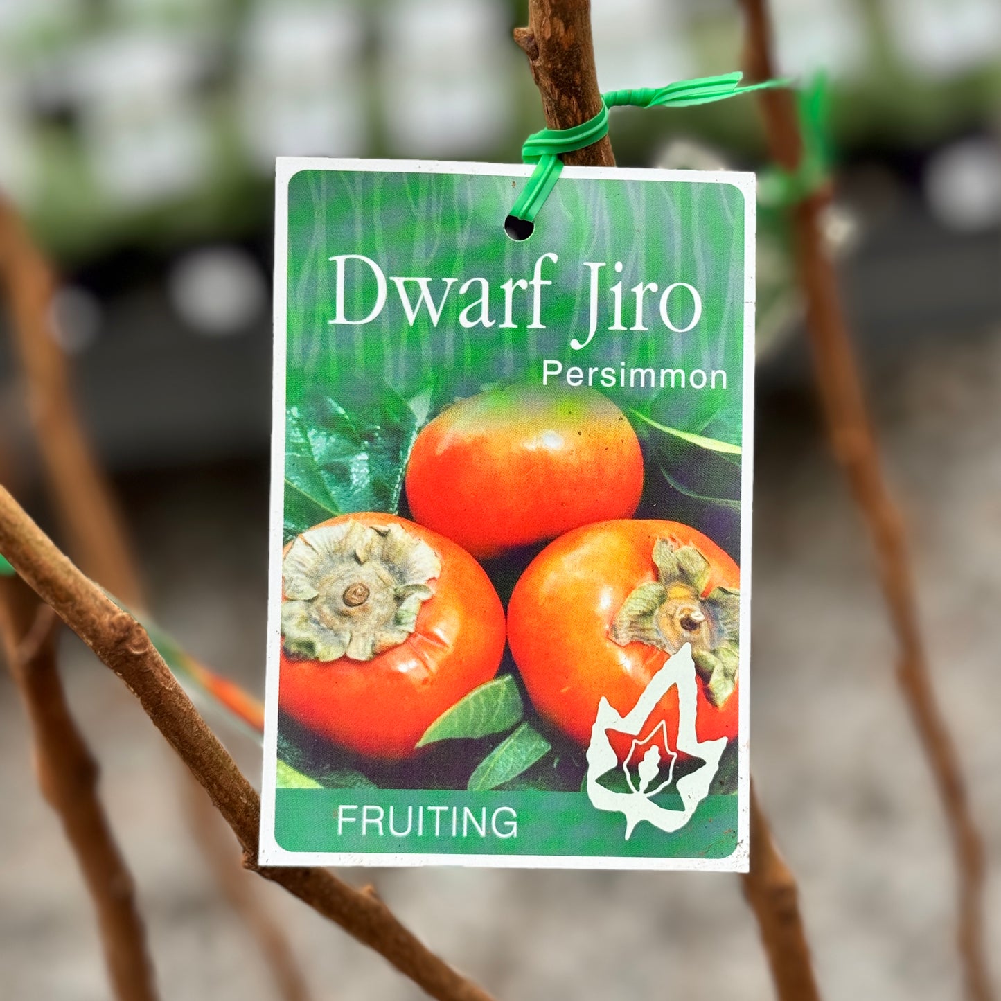 Dwarf Persimmon Jiro