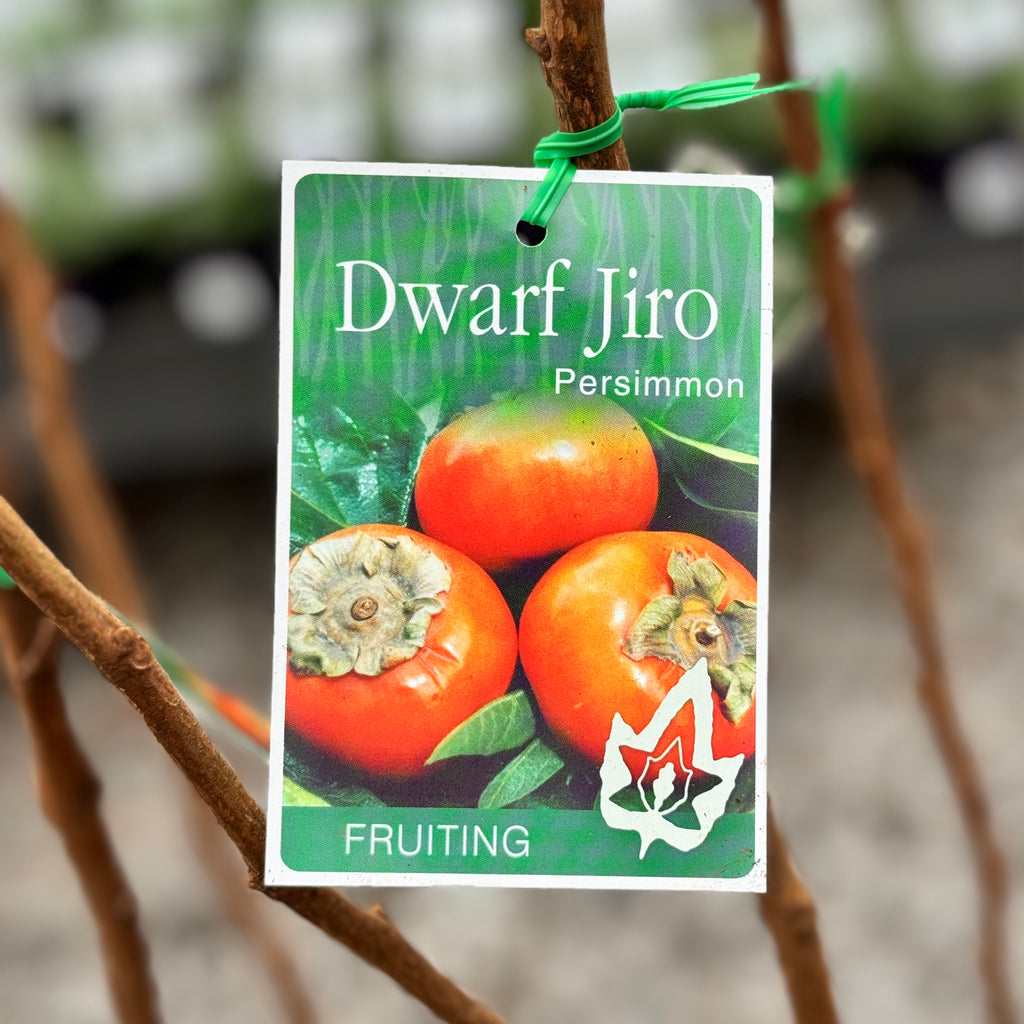 Dwarf Persimmon Jiro