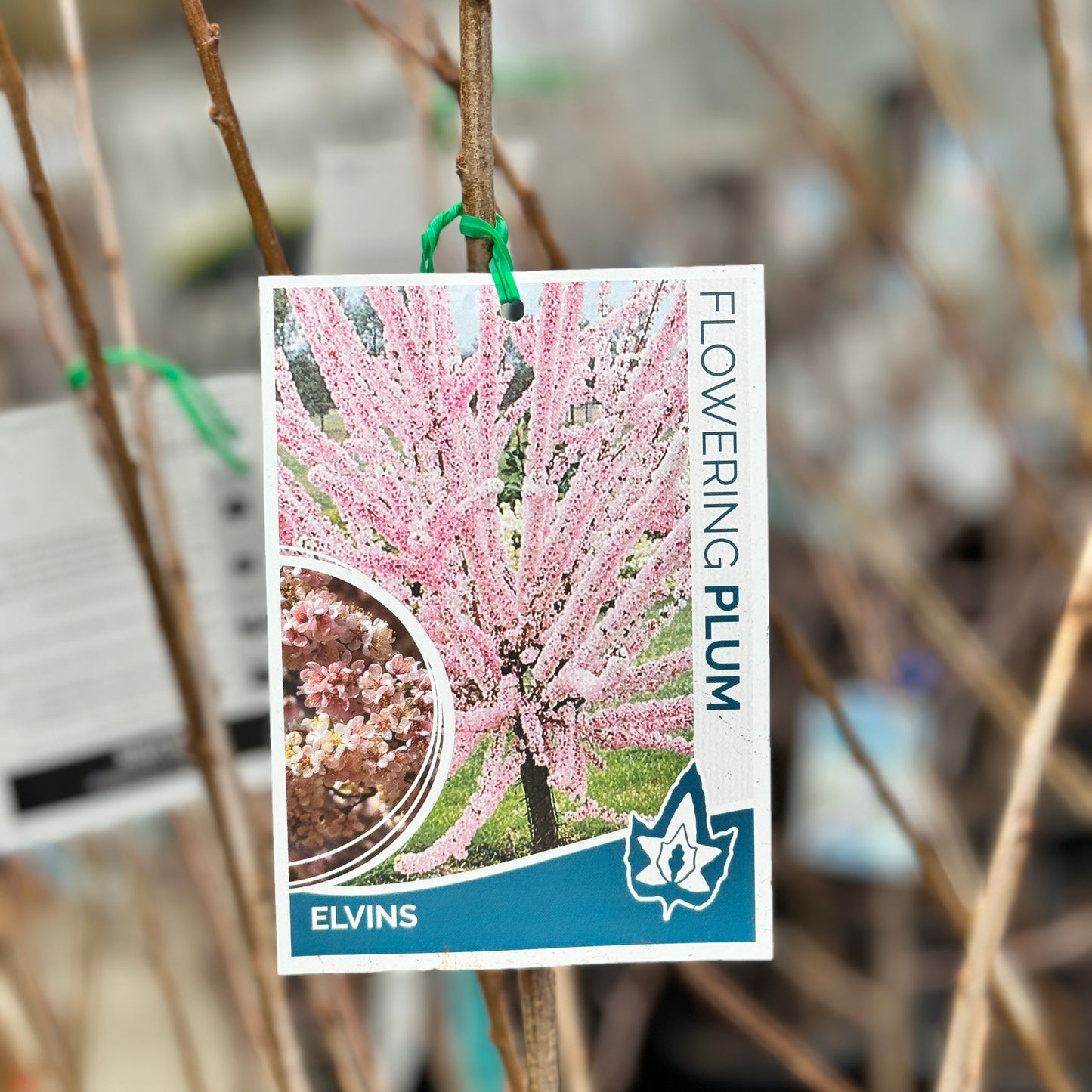 Plum Flowering Elvins