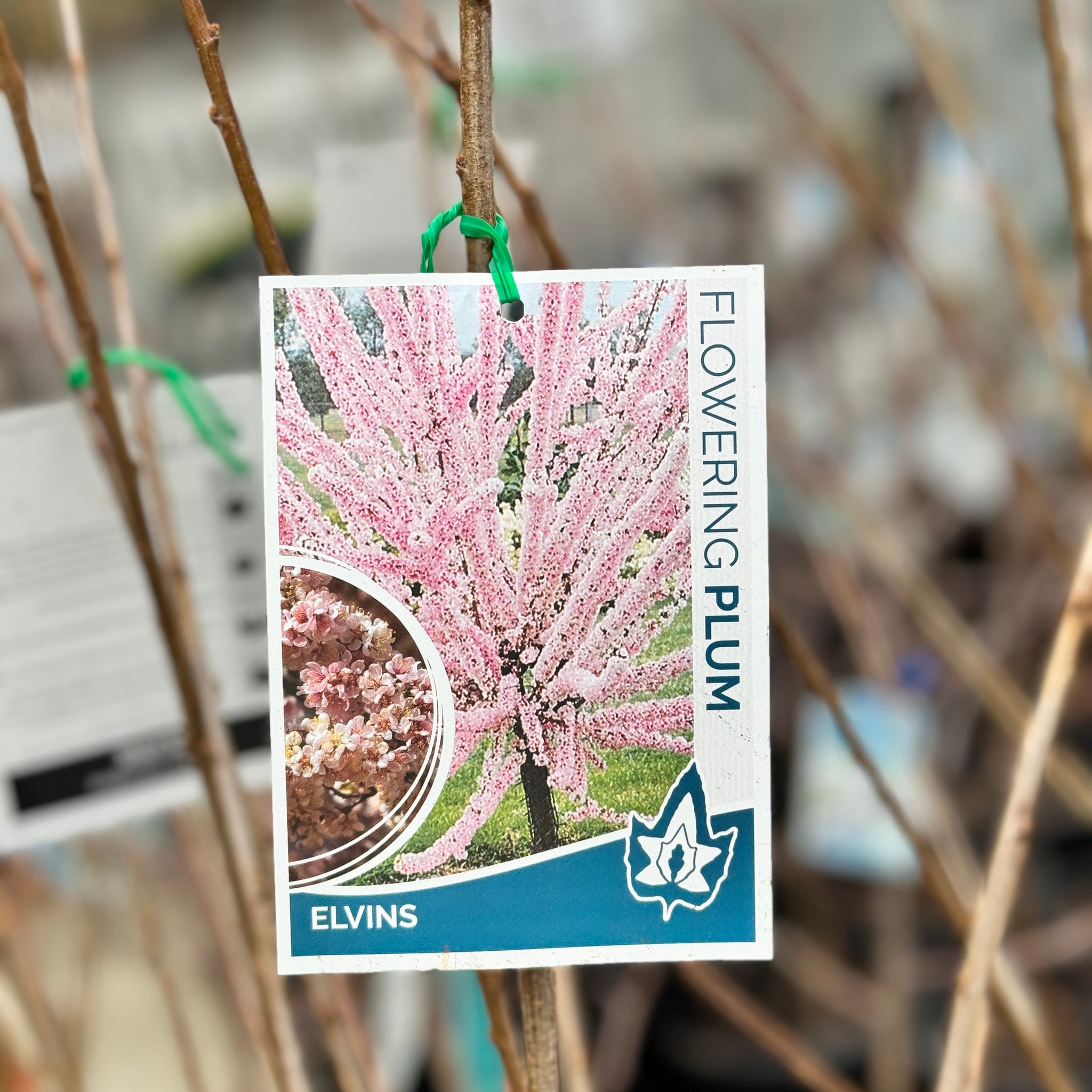 Plum Flowering Elvins