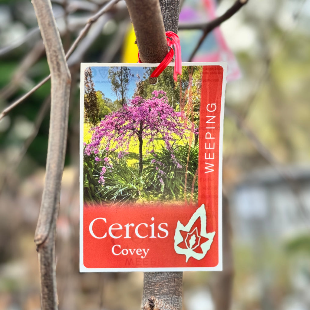 Weeping Cercis Covey Medium