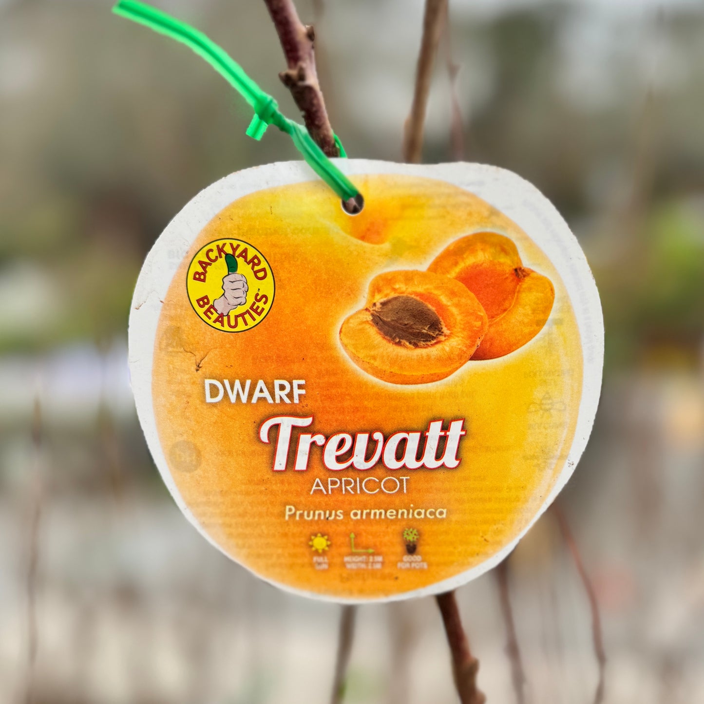 Dwarf Apricot Trevatt