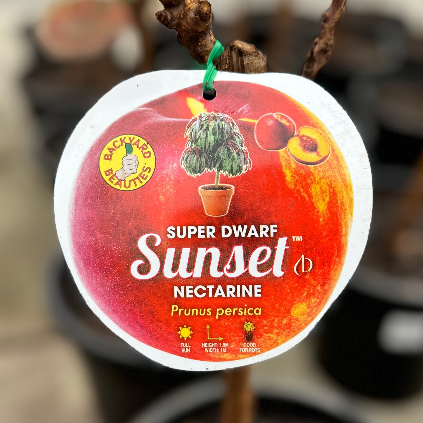 Nectarine Sunset Super Dwarf