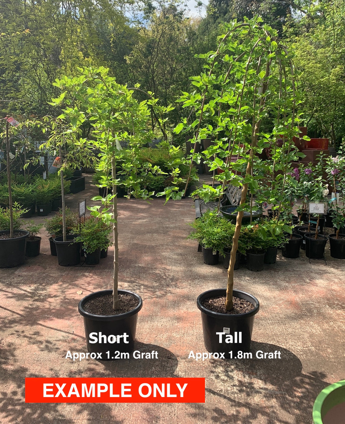 Weeping Morus Alba Pen Tall