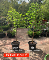 Weeping Morus Alba Pen Tall