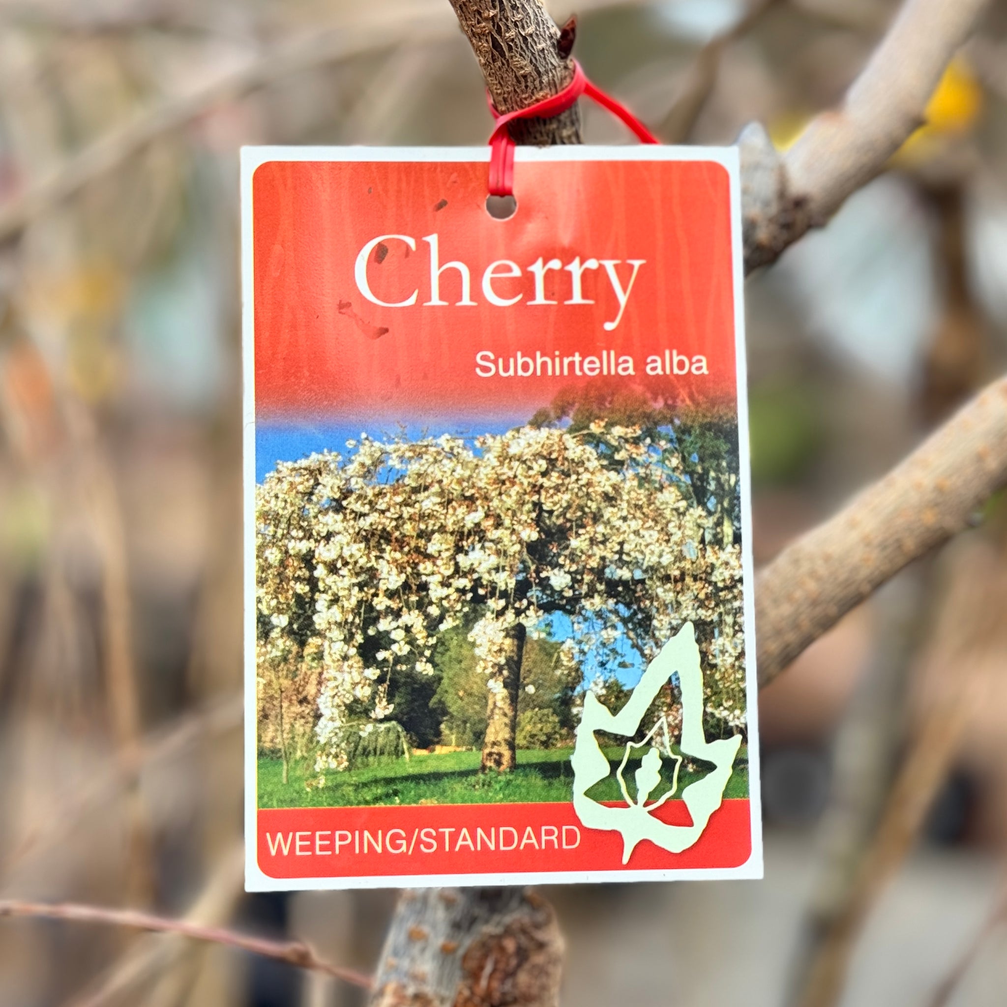 Weeping Cherry Sub Alba short standard