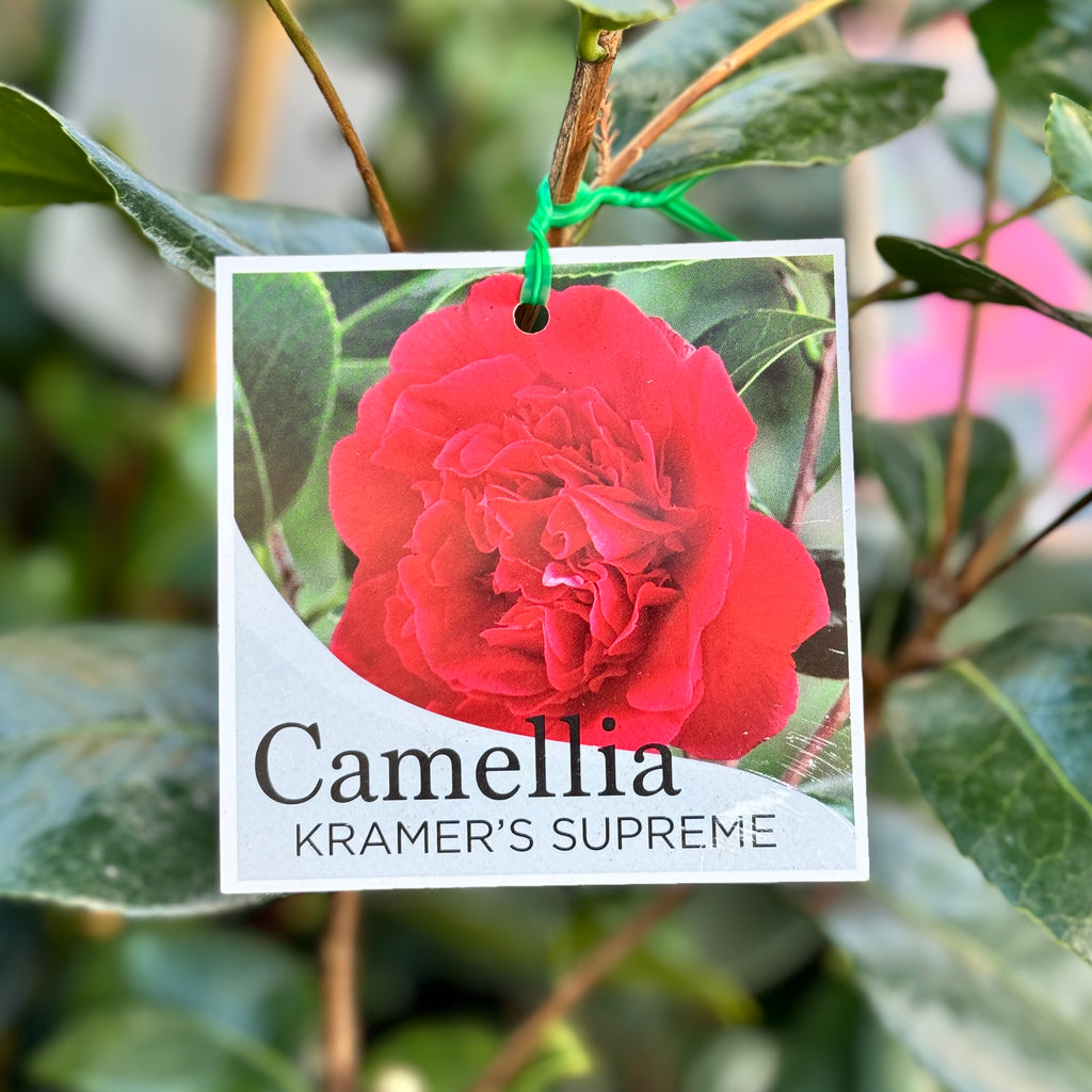 Camellia Kramer's Supreme - 20cm Pot