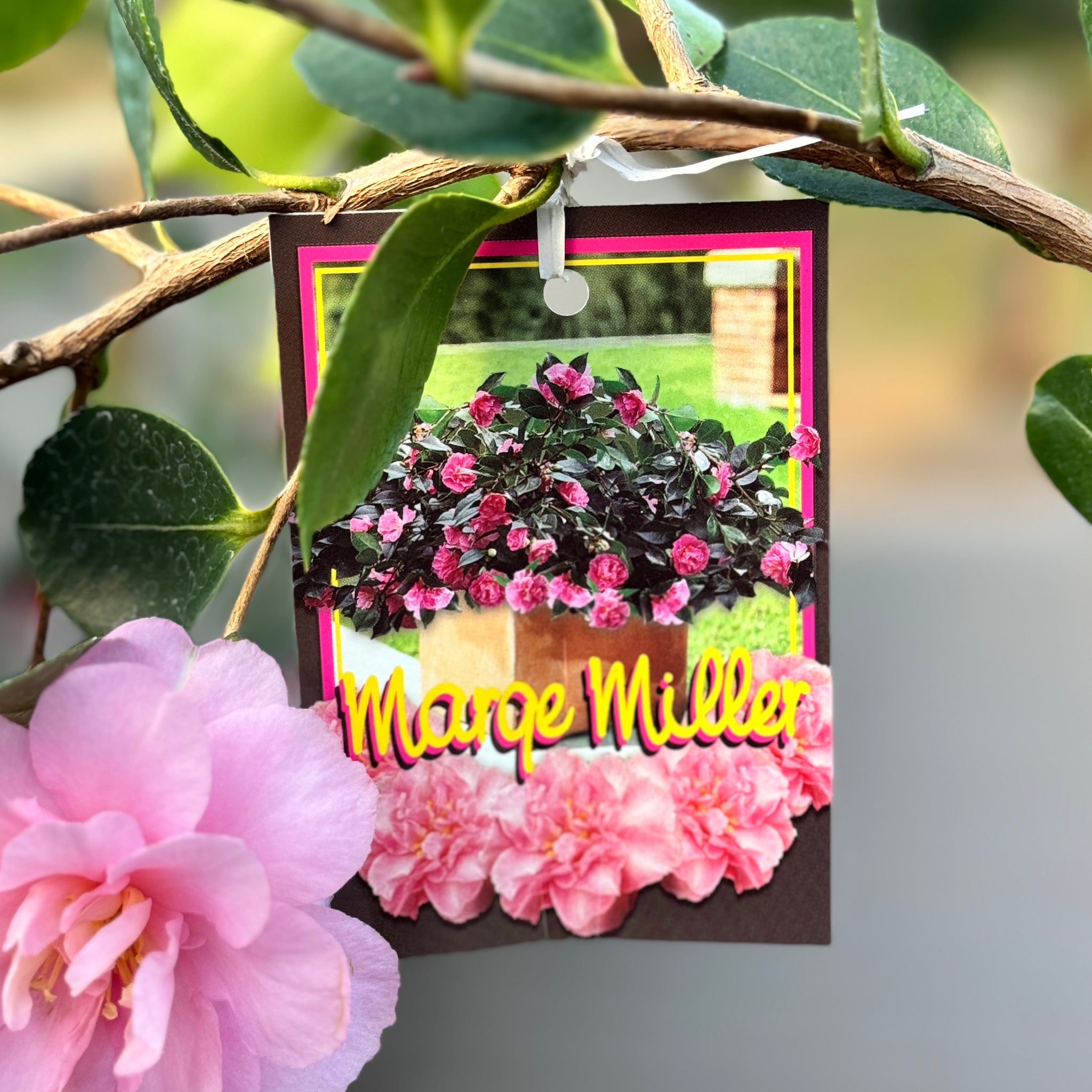 Camellia Marge Miller Standard - 25cm Pot