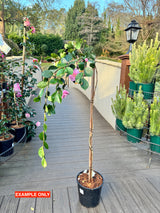 Camellia Marge Miller Standard - 25cm Pot