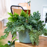 Phlebodium Davana - 13cm Pot