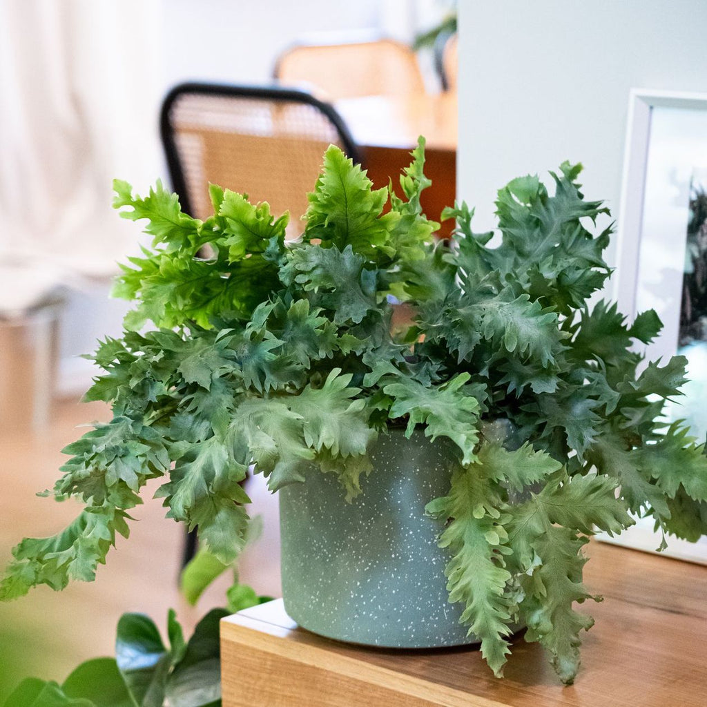 Phlebodium Davana - 13cm Pot