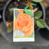 Standard Rose Just Joey - 3ft 20cm Pot