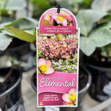 Hellebore Frostkiss Elemental - 18cm Pot