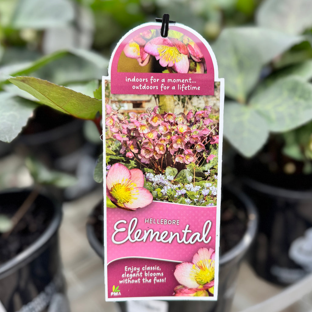 Hellebore Frostkiss Elemental - 18cm Pot
