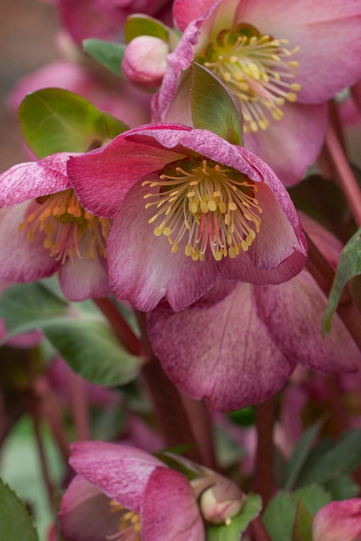 Hellebore Frostkiss Elemental - 18cm Pot