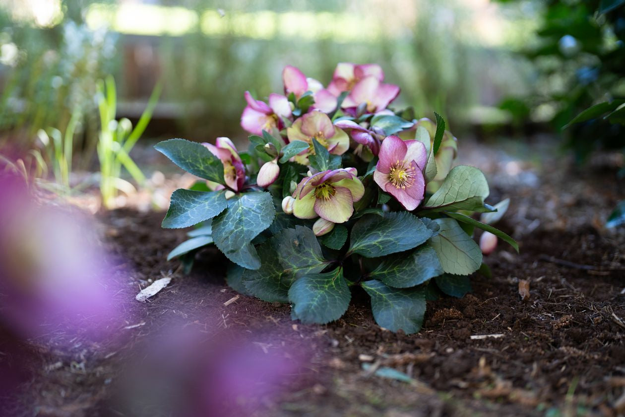 Hellebore Magico - 18cm Pot