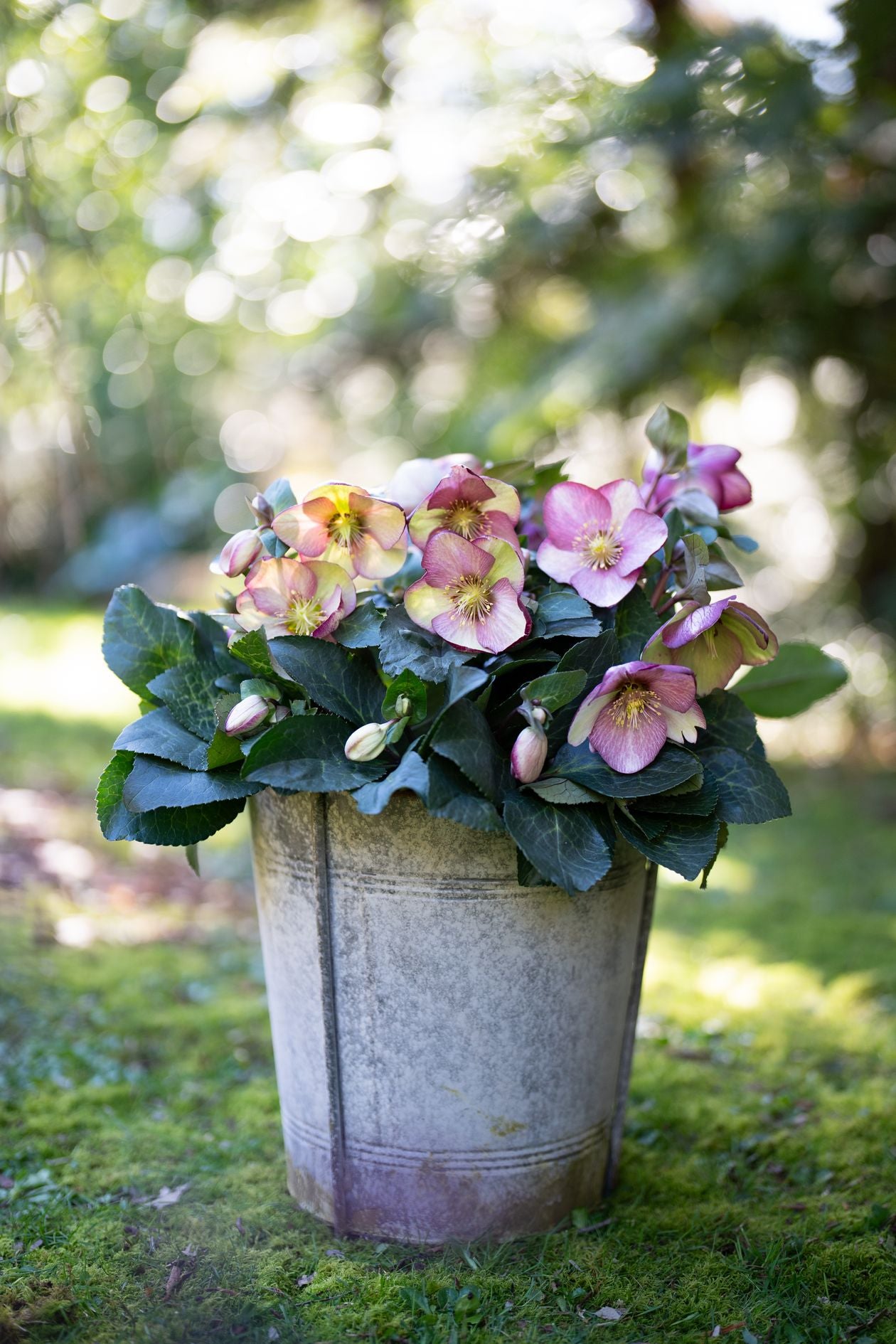 Hellebore Magico - 18cm Pot