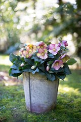 Hellebore Magico - 18cm Pot