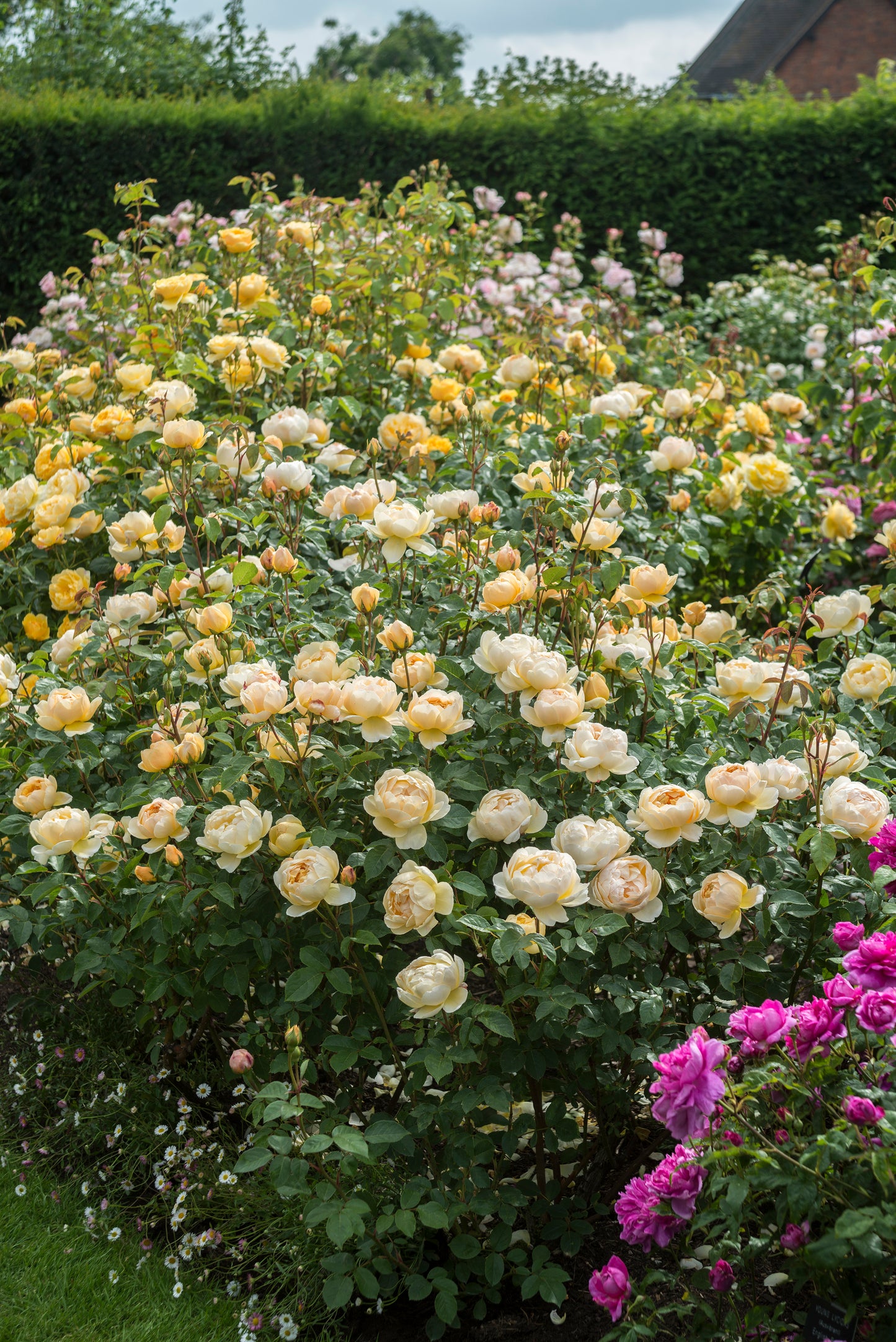 David Austin Bush Rose Jude The Obscure - 20cm Pot
