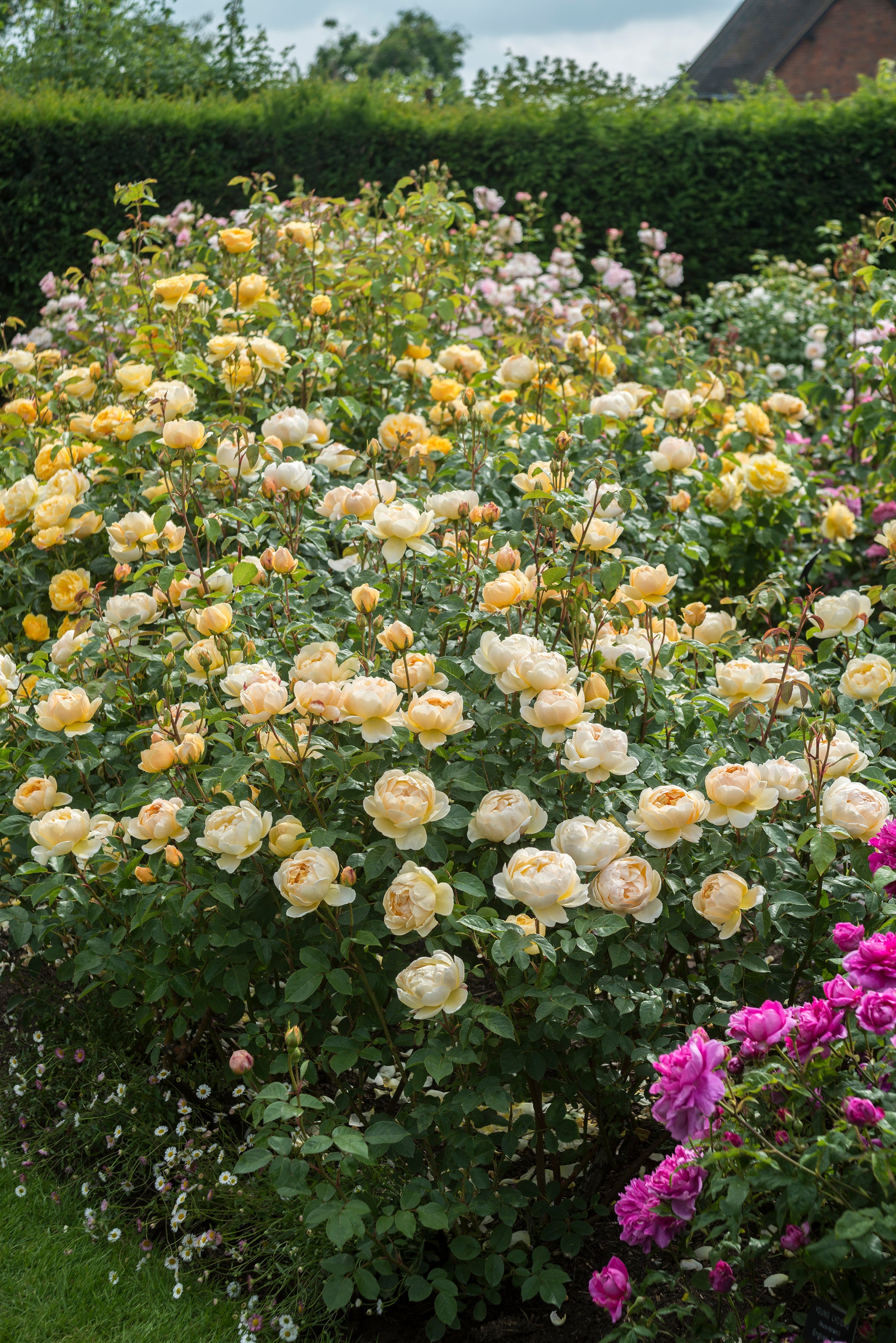 David Austin Bush Rose Jude The Obscure - 20cm Pot
