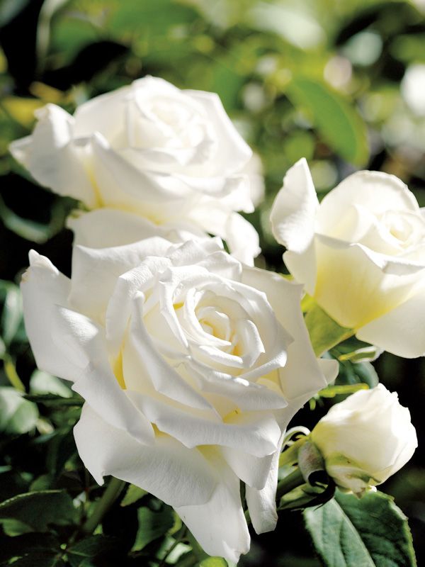 Bush Rose Pope John Paul - 20cm Pot