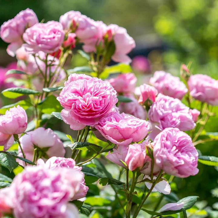 David Austin Rose The Ancient Mariner - 20cm Pot